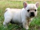 Adoption chiot bouledogue français 