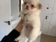 je donne chiot chihuahua disponible 