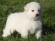 chiot berger blanc suisse lof mâle 