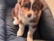 adorable chiot berger australien femelle a donner 